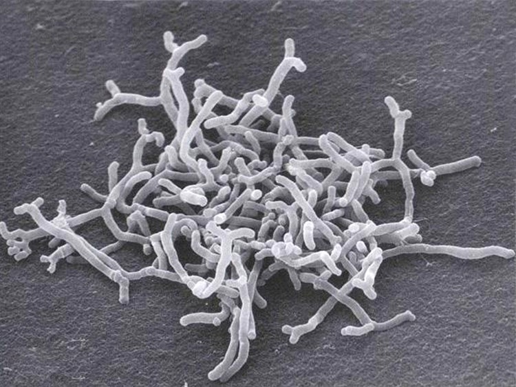 Bifidobacteria Bifidobacteria