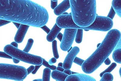 Kādas ir Lactobacillus plantarum priekšrocības cilvēka ķermenim?